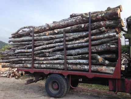 Acacia en Grume – Camion de 50 stères